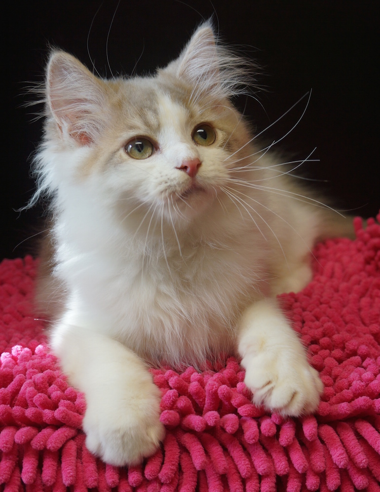 lilac ragdoll kitten for sale